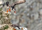 John Scholey_Puffins - Kittewake - Caught in the act.jpg